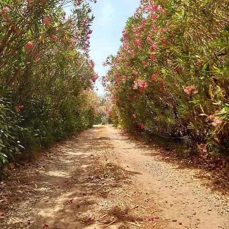 Magnifiques Maisons De Campagne Au Sein D'Un Vignoble Cazouls-lès-Béziers Exterior foto